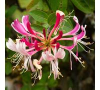 1 X Lonicera 'Serotina' Deciduous Climber Hardy Garden Plant In Pot