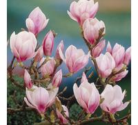 1 X Magnolia Soulangeana Saucer Magnolia Deciduous Shrub Hardy Plant In Pot