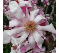 1 X MAGNOLIA STELLATA 'ROSEA' STARRY MAGNOLIA DECIDUOUS SHRUB HARDY PLANT IN POT
