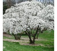 1 X Magnolia Stellata Starry Magnolia Deciduous Shrub Hardy Garden Plant In Pot