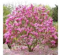 1 X MAGNOLIA 'SUSAN' DECIDUOUS BUSHY SHRUB HARDY GARDEN PLANT IN POT