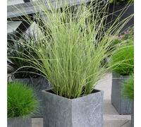 1 X MISCANTHUS SINENSIS 'MORNING LIGHT' EULALIA DECIDUOUS SHRUB PLANT IN POT