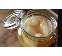 1 X Organic Kombucha Scoby - Live Culture by Scoby Kombucha