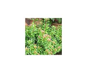 1 X PIERIS 'LITTLE HEATH' COMPACT EVERGREEN SHRUB HARDY GARDEN PLANT IN POT P9