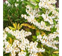 1 X Pieris 'Prelude' Evergreen Shrub Hardy Garden Plant In Pot