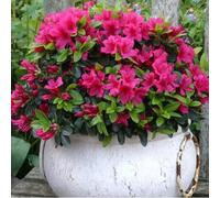 1 X Pink Azalea Japanese Evergreen Shrub Hardy Garden Plant