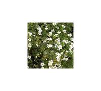 1 X Potentilla 'Abbotswood White' Deciduous Shrub Hardy Garden Plant In Pot