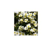 1 X Potentilla 'Limelight' Deciduous Shrub Hardy Garden Plant In Pot