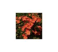 1 X POTENTILLA 'RED ROBIN' DECIDUOUS SHRUB HARDY GARDEN PLANT IN POT