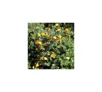 1 X Potentilla 'Tangerine' Deciduous Shrub Hardy Garden Plant In Pot