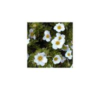 1 X Potentilla 'Tilford Cream' Deciduous Shrub Hardy Garden Plant In Pot