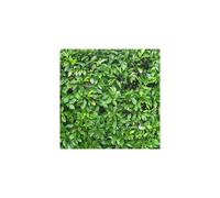 Gardeners Dream Prunus Rotundifolia Garden Plant - Glossy Evergreen Leaves, Compact Growth, Hardy Plant (20-30Cm Height Including Pot)
