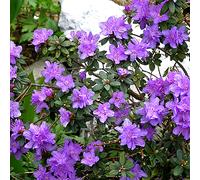 1 X Rhododendron 'Ramapo' Evergreen Bushy Shrub Hardy Garden Plant In Pot