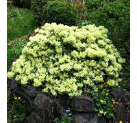 1 X Rhododendron 'Shamrock' Evergreen Bushy Shrub Hardy Garden Plant In Pot