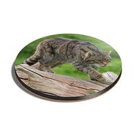 1 x Round Coaster - Great Scottish Wildcat Cork Backed MDF Glossy Tea Coffee Accessory #16321