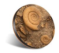 1 x Round Jumbo Size Coaster 12cm Ammonite Fossils Archeology History Cork Backed MDF Glossy Tea Coffee Accessory #50088