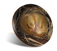 1 x Round Jumbo Size Coaster 12cm Sleeping Dormouse Cute Mouse Wild Nature Cork Backed MDF Glossy Tea Coffee Accessory #53423