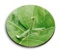 1 x Round MDF Magnet - Praying Mantis Insect Nature Bug 46187