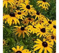 1 x Rudbeckia Black Eyes Susan- RHS Award Winner- Vesatile, Heat and Drought Tolerant Variety- Include in Your Beautiful Garden Today