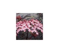 1 X Sambucus 'Black Lace' Common Elder Deciduous Shrub Hardy Plant In Pot