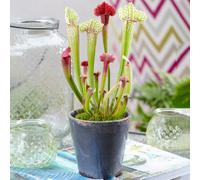 1 x Sarracenia Smoorii | Premium Indoor Potted Fly Trap Plant | 20-30cm with Pot
