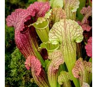 1 x Sarracenia Smoorii - Trumpet Pitcher Plant | 20-30cm Indoor Potted Fly Trap