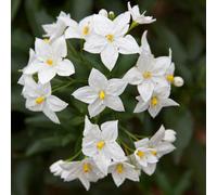 1 X Solanum Jasminoides 'Album' Jasmine Nightshade Semi Evergreen Shrub In Pot