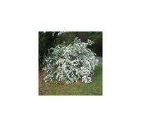 1 X SPIRAEA 'SNOWMOUND' DECIDUOUS SHRUB HARDY GARDEN PLANT IN POT