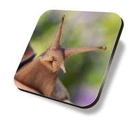 1 x Square Coaster - Giant African Snail Cute Nature Cork Backed MDF Glossy Tea Coffee Accessory #52893
