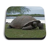 1 x Square MDF Fridge Magnet - Aldabra Giant Tortoise 12549