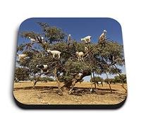 1 x Square MDF Fridge Magnet - Amazing ny Tree Goats Animals Wild 8667