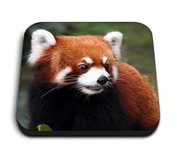 1 x Square MDF Fridge Magnet - Endangered Red Panda 14159