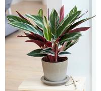 Gardeners Dream Calathea Triostar - Exotic Foliage, Indoor Houseplant (14Cm, 40-50Cm)