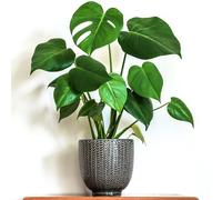 1 x Stunning Monstera Deliciosa | 40-50cm Potted Indoor Houseplant