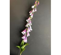 1 x Tall Faux Silk Foxglove Purple White Artificial Wild Flowers Fox Gloves - 110cm - Realistic Likelike Fake Flower Greenery - Spring, Summer