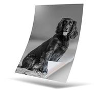 1 x Vinyl Sticker A4 Rectangle Shape 210x297 mm - BW - Cocker Spaniel Puppy Dog Art Print Decal Laptop Tablet Luggage Car Wall Fridge Door Sticker #35266