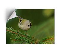 1 x Vinyl Sticker A5 - Rectangle Shape 21x15,8cm English Goldcrest Small Garden Bird Vertical (Portrait) Art Print Decal Laptop Tablet Luggage Car Wall Fridge Door Sticker #50824