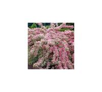 1 X Weigela 'Florida Variegata' Deciduous Shrub Hardy Garden Plant In Pot