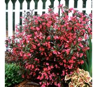 1 X Weigela Florida 'Wine And Roses' Deciduous Shrub Hardy Garden Plant In Pot