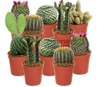 (10) Cactus Mix - House / Office Live Indoor Pot Plant - Ideal Gift