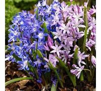 (10) CHIONODOXA MIXED LUCILIAE (GLORY OF THE SNOW) BRIGHT BLUE & PINK, WHITE-EYED BLOOMS