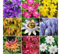(10) Climbing Plant Collection | 3, 5 Or 10 | Deciduous Flowering Garden Shrubs