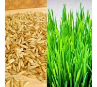10 Grams Seed of Cat Oat Grass For Dogs, Lizards, Tortoise, Guinea Pigs, etc