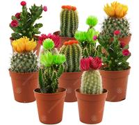 (10) Mini Disco Cactus Mix House / Office Indoor 5.5Cm Pot Small Gift Plant