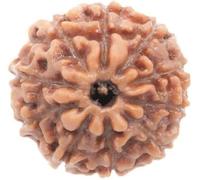 10 Mukhi Rudraksha from Indonesia/Loose Bead Lab Certified/Ten Mukhi Indonesian (Java) Rudraksha Size 12mm-14mm/ Lord Vishnu
