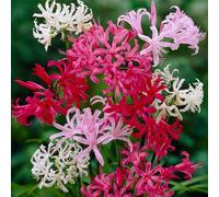 (10) NERINE BOWDENII MIXED
