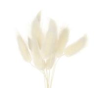 10 or 20 Pcs Dried Bunny Tail Flowers Pampas Grass Natural Fluffy Bouquet for DIY Home Decoration White Dried Pampas Floral Arrangement for Wedding Vase Decor (10pcs)