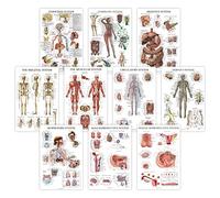 10 Pack - Anatomical Poster Set - LAMINATED - Muscular, Skeletal, Digestive, Respiratory, Circulatory, Endocrine, Lymphatic, Male & Female Reproductive, Nervous System, Anatomy Chart Set - 18" x 24"