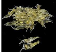 10 Pcs 4cm Simulation Fake Bait Grass Shrimp Lures Soft Shrimp Bait Fishing Gear Cost-Effective Convenient Fishing Soft Lures Attractants