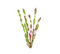 10 Pcs Artificial Plastic Aquarium Plants Decorations Multicolor 12-35 cm(10pcs Red,30cm)